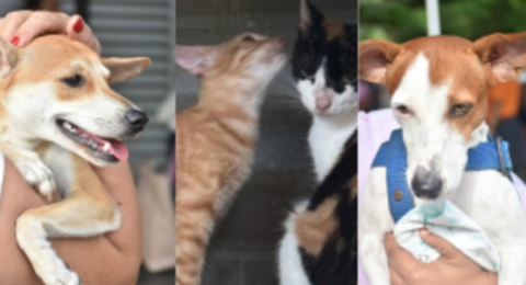 Barranquilla | Cuidado con sus mascotas en Navidad y Año Nuevo: estas son las recomendaciones que debe tener frente a los estruendos por pólvora