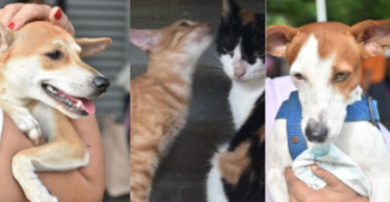 Barranquilla | Cuidado con sus mascotas en Navidad y Año Nuevo: estas son las recomendaciones que debe tener frente a los estruendos por pólvora