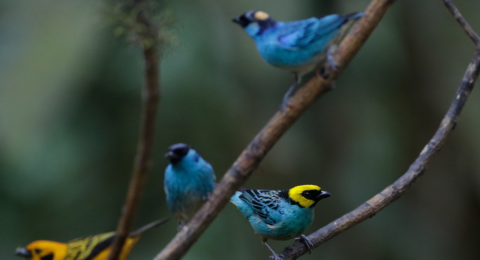 Cali disfrutó Colombia BirdFair 2026, vitrina internacional del turismo de naturaleza con delegaciones de EE. UU., Nicaragua, entre otros países