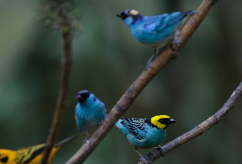 Cali disfrutó Colombia BirdFair 2026, vitrina internacional del turismo de naturaleza con delegaciones de EE. UU., Nicaragua, entre otros países