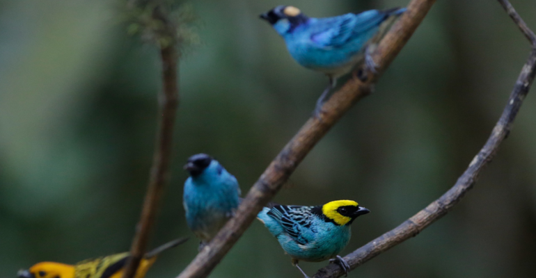 Cali disfrutó Colombia BirdFair 2026, vitrina internacional del turismo de naturaleza con delegaciones de EE. UU., Nicaragua, entre otros países