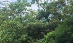 Dos cilindros provocaron el cierre de la vía Panamericana en Cauca: el Ejército desactivó los dispositivos para reabrir el corredor vial