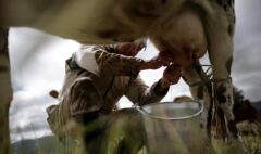 Ganaderos del Caribe alertan crisis por fenómeno de El Niño: pequeños productores serían los más afectados por sequía y alza de costos