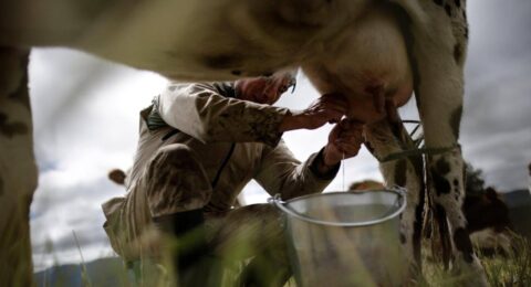 Ganaderos del Caribe alertan crisis por fenómeno de El Niño: pequeños productores serían los más afectados por sequía y alza de costos