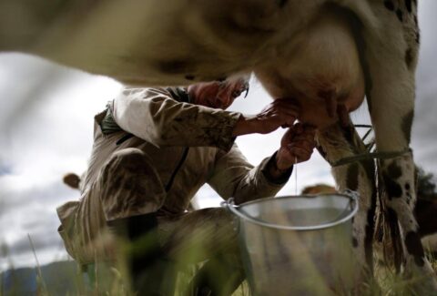 Ganaderos del Caribe alertan crisis por fenómeno de El Niño: pequeños productores serían los más afectados por sequía y alza de costos
