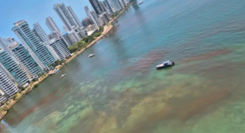 Esto dijo Dimar sobre la extensa mancha cobriza que tiñó la bahía de Cartagena: se adelantan los análisis de laboratorio