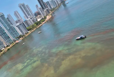 Esto dijo Dimar sobre la extensa mancha cobriza que tiñó la bahía de Cartagena: se adelantan los análisis de laboratorio