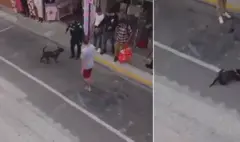 Policía se pronunció sobre caso de uniformado que mató de un disparo a perro durante procedimiento en Rionegro, Antioquia: dio versión sobre el ataque