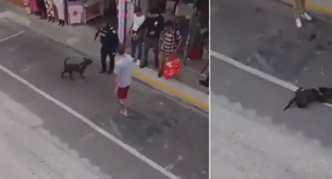 Policía se pronunció sobre caso de uniformado que mató de un disparo a perro durante procedimiento en Rionegro, Antioquia: dio versión sobre el ataque