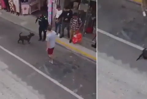 Policía se pronunció sobre caso de uniformado que mató de un disparo a perro durante procedimiento en Rionegro, Antioquia: dio versión sobre el ataque