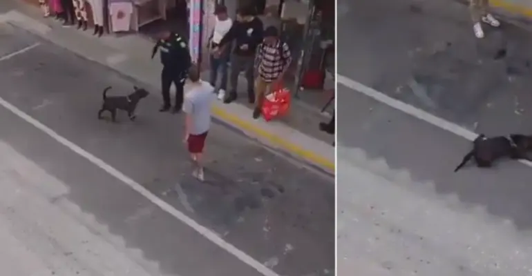 Policía se pronunció sobre caso de uniformado que mató de un disparo a perro durante procedimiento en Rionegro, Antioquia: dio versión sobre el ataque
