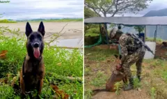 La historia de Mosly, la perra especializada en la detección de explosivos para el Ejército Nacional a la que un rayo le quitó la vida en Antioquia