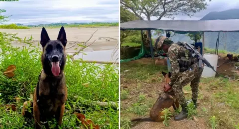 La historia de Mosly, la perra especializada en la detección de explosivos para el Ejército Nacional a la que un rayo le quitó la vida en Antioquia