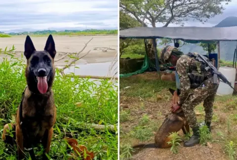 La historia de Mosly, la perra especializada en la detección de explosivos para el Ejército Nacional a la que un rayo le quitó la vida en Antioquia
