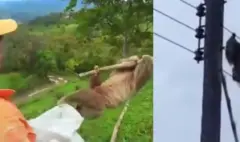 Rescatan con vida a un oso perezoso que permanecía atrapado en una red eléctrica en Santander
