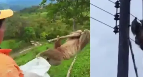 Rescatan con vida a un oso perezoso que permanecía atrapado en una red eléctrica en Santander