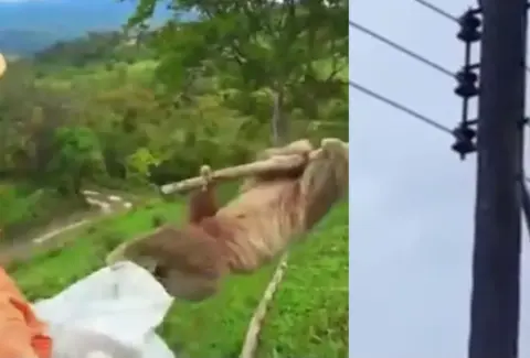 Rescatan con vida a un oso perezoso que permanecía atrapado en una red eléctrica en Santander