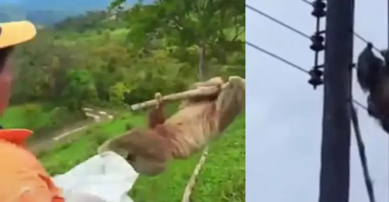 Rescatan con vida a un oso perezoso que permanecía atrapado en una red eléctrica en Santander