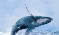 De la tragedia a la reactivación: Buenaventura abre sus puertas al turismo de ballenas yubartas tras el sismo