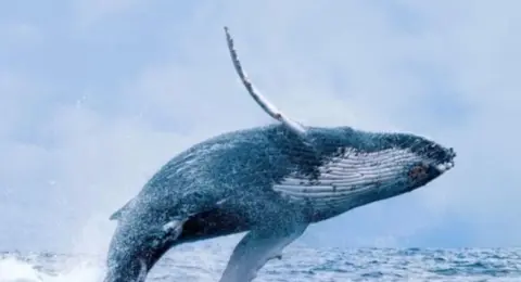 De la tragedia a la reactivación: Buenaventura abre sus puertas al turismo de ballenas yubartas tras el sismo
