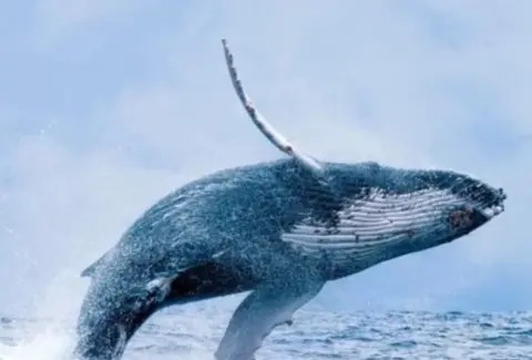 De la tragedia a la reactivación: Buenaventura abre sus puertas al turismo de ballenas yubartas tras el sismo