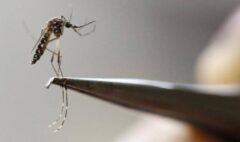 El intenso fenómeno de El Niño podría disparar casos de dengue en el Caribe colombiano: expertos alertan mayor reproducción del mosquito transmisor