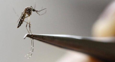 El intenso fenómeno de El Niño podría disparar casos de dengue en el Caribe colombiano: expertos alertan mayor reproducción del mosquito transmisor
