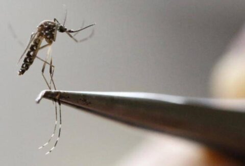 El intenso fenómeno de El Niño podría disparar casos de dengue en el Caribe colombiano: expertos alertan mayor reproducción del mosquito transmisor