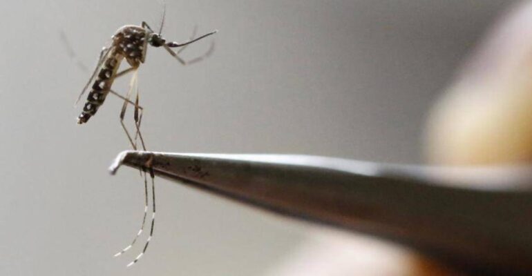 El intenso fenómeno de El Niño podría disparar casos de dengue en el Caribe colombiano: expertos alertan mayor reproducción del mosquito transmisor