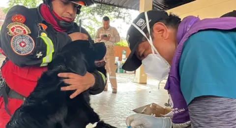Advierten por presunta estafa con línea de WhatsApp asociada al Centro de Bienestar Animal en Cali: el caso ya está en la Fiscalía