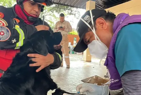 Advierten por presunta estafa con línea de WhatsApp asociada al Centro de Bienestar Animal en Cali: el caso ya está en la Fiscalía