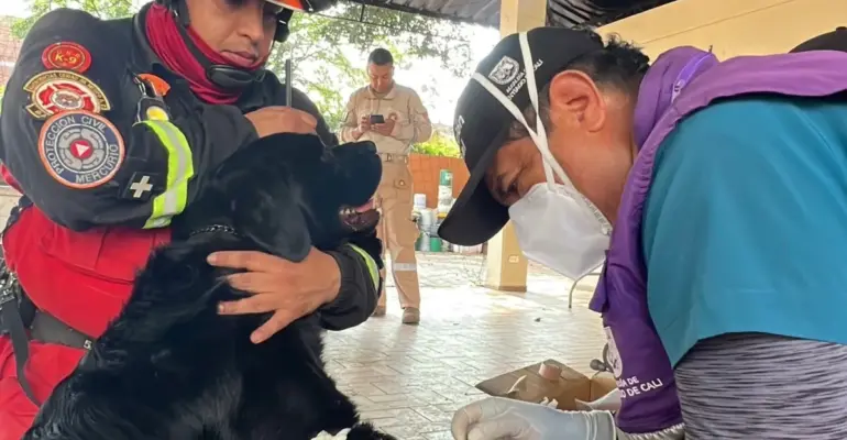 Advierten por presunta estafa con línea de WhatsApp asociada al Centro de Bienestar Animal en Cali: el caso ya está en la Fiscalía