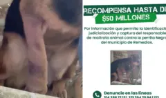 Ofrecen 50 millones de pesos de recompensa por información que lleve a la captura de la persona que agredió a machetazos a una perra en Antioquia