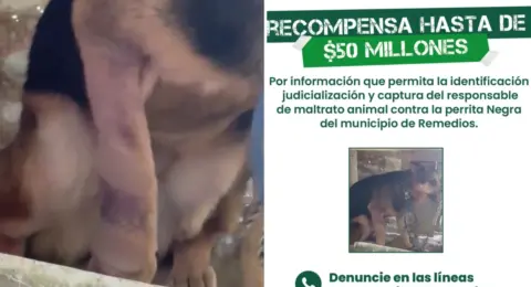 Ofrecen 50 millones de pesos de recompensa por información que lleve a la captura de la persona que agredió a machetazos a una perra en Antioquia