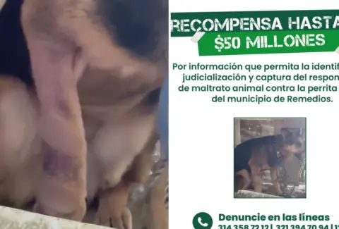 Ofrecen 50 millones de pesos de recompensa por información que lleve a la captura de la persona que agredió a machetazos a una perra en Antioquia