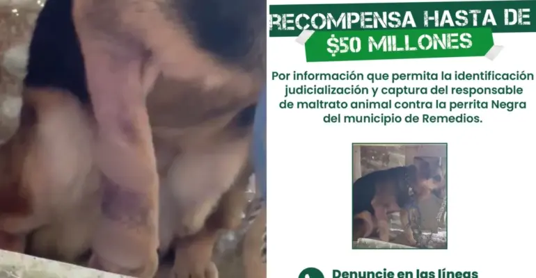 Ofrecen 50 millones de pesos de recompensa por información que lleve a la captura de la persona que agredió a machetazos a una perra en Antioquia