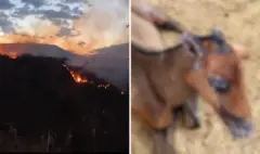 Así avanza la recuperación de 'Golondrina' y 'Llamarada', los equinos que sufrieron quemaduras durante los incendios forestales del Tolima