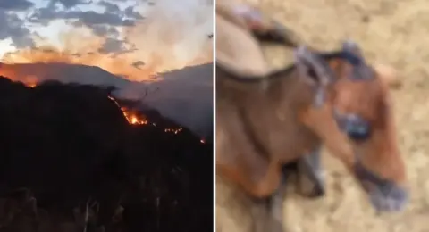 Así avanza la recuperación de 'Golondrina' y 'Llamarada', los equinos que sufrieron quemaduras durante los incendios forestales del Tolima