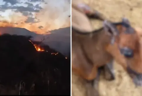 Así avanza la recuperación de 'Golondrina' y 'Llamarada', los equinos que sufrieron quemaduras durante los incendios forestales del Tolima