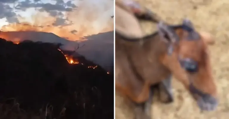 Así avanza la recuperación de 'Golondrina' y 'Llamarada', los equinos que sufrieron quemaduras durante los incendios forestales del Tolima