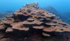 Así protegerá Cartagena a sus corales de Varadero, el secreto mejor guardado de la ciencia en el Caribe