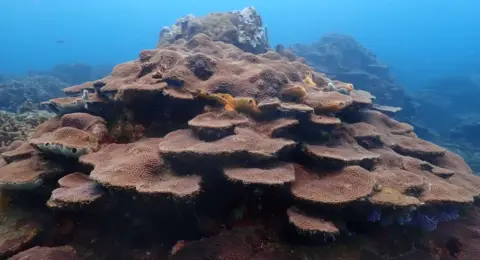 Así protegerá Cartagena a sus corales de Varadero, el secreto mejor guardado de la ciencia en el Caribe