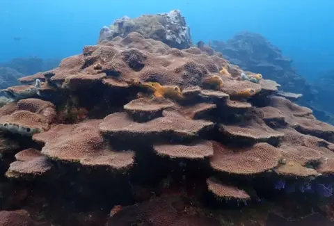 Así protegerá Cartagena a sus corales de Varadero, el secreto mejor guardado de la ciencia en el Caribe