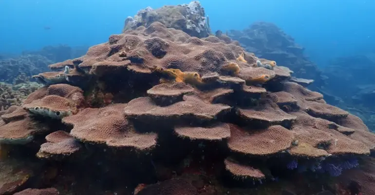 Así protegerá Cartagena a sus corales de Varadero, el secreto mejor guardado de la ciencia en el Caribe